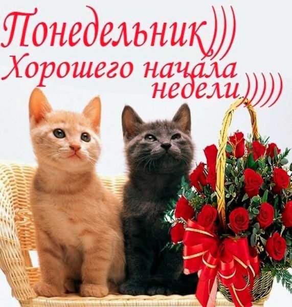 коты и розы