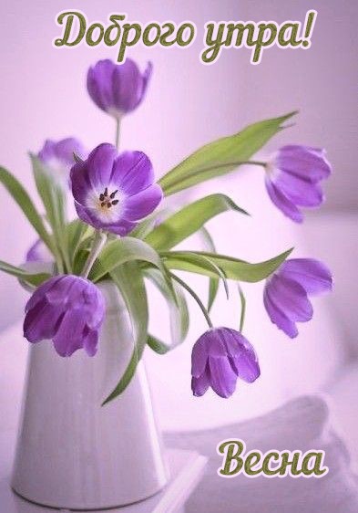 Весенняяя картинки Доброе утро красивая с тюльпанами
