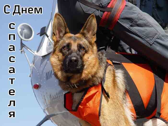 Картинка с Днем спасателя МЧС с собакой